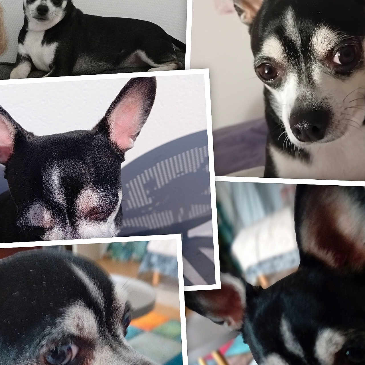 Diego a rejoint le concours — aidez-le/la à gagner de superbes lots ! animal, black_and_white, chihuahua, close_up, collage, companion, curious, cute, dog, domestic_animal, ears, face, fur, indoor, pet, photo_collection, portrait, small_dog, snout, whiskers