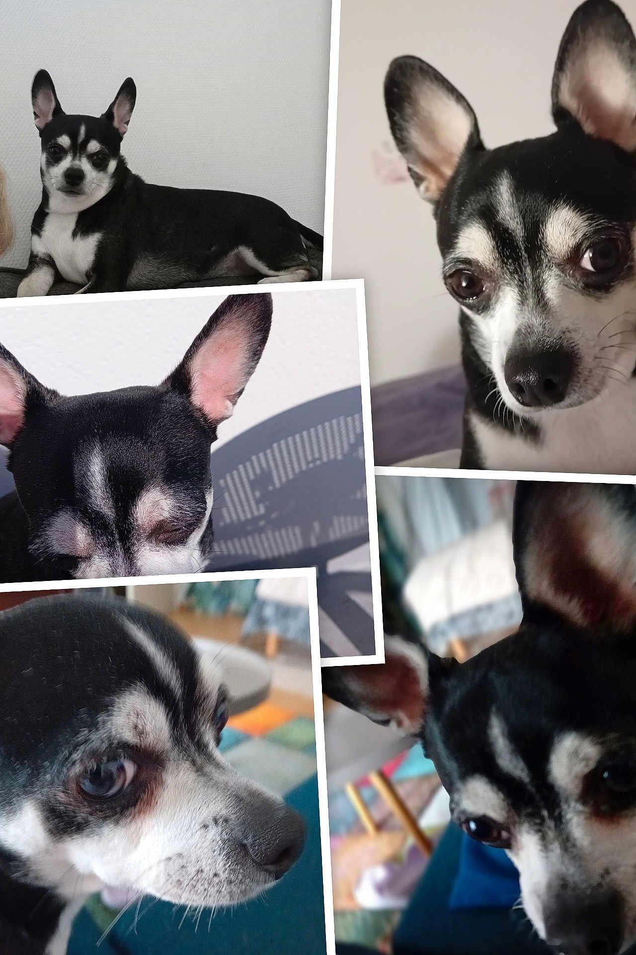 Diego a rejoint le concours — aidez-le/la à gagner de superbes lots ! dog, chihuahua, black_and_white, pet, close_up, indoor, animal, cute, portrait, face, ears, whiskers, fur, snout, collage, photo_collection, curious, small_dog, domestic_animal, companion
