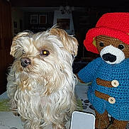 Maya a rejoint le concours — aidez-le/la à gagner de superbes lots ! animal, canine, cap, chair, clothing, couch, dog, face, furniture, hat, head, knitwear, pet, poodle, puppy, sunhat, sweater, terrier, toy, whitedog