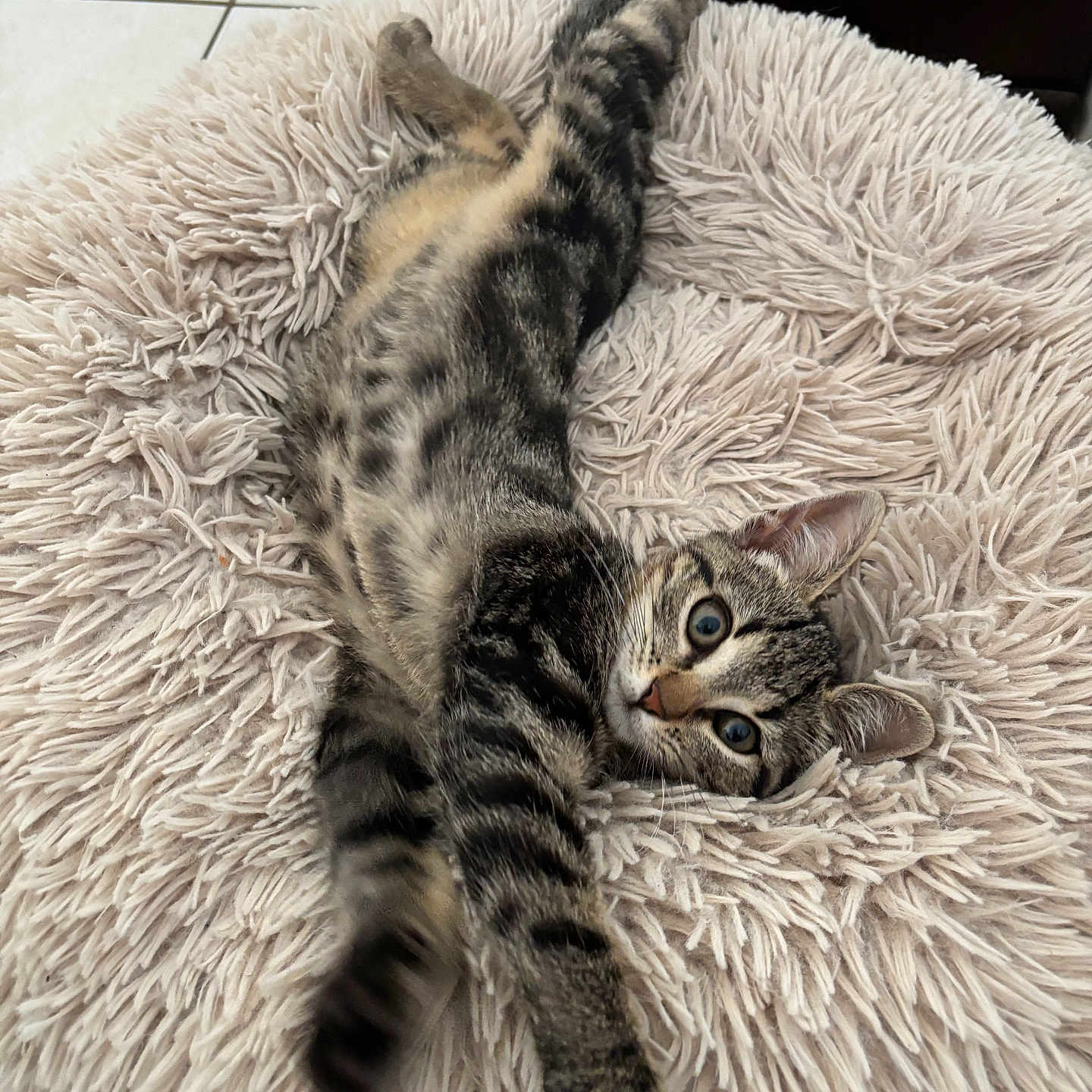 Spike a rejoint le concours — aidez-le/la à gagner de superbes lots ! animal, cat, cozy, curious_eyes, cute, ears, feline, floor_tiles, fluffy_bed, home, indoor, paws, pet, relaxed, soft_texture, stretching, striped_fur, tabby, whiskers, young_cat