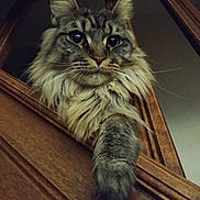 Youna participe au concours pour gagner de l'argent avec cette photo : cat, fluffy, paw, wooden_frame, indoor, feline, pet, closeup, curious, looking_down, tabby, long_hair, whiskers, ears, animal, mammal, portrait, face, fur, domestic_cat