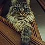 cat, fluffy, paw, wooden_frame, indoor, feline, pet, closeup, curious, looking_down, tabby, long_hair, whiskers, ears, animal, mammal, portrait, face, fur, domestic_cat