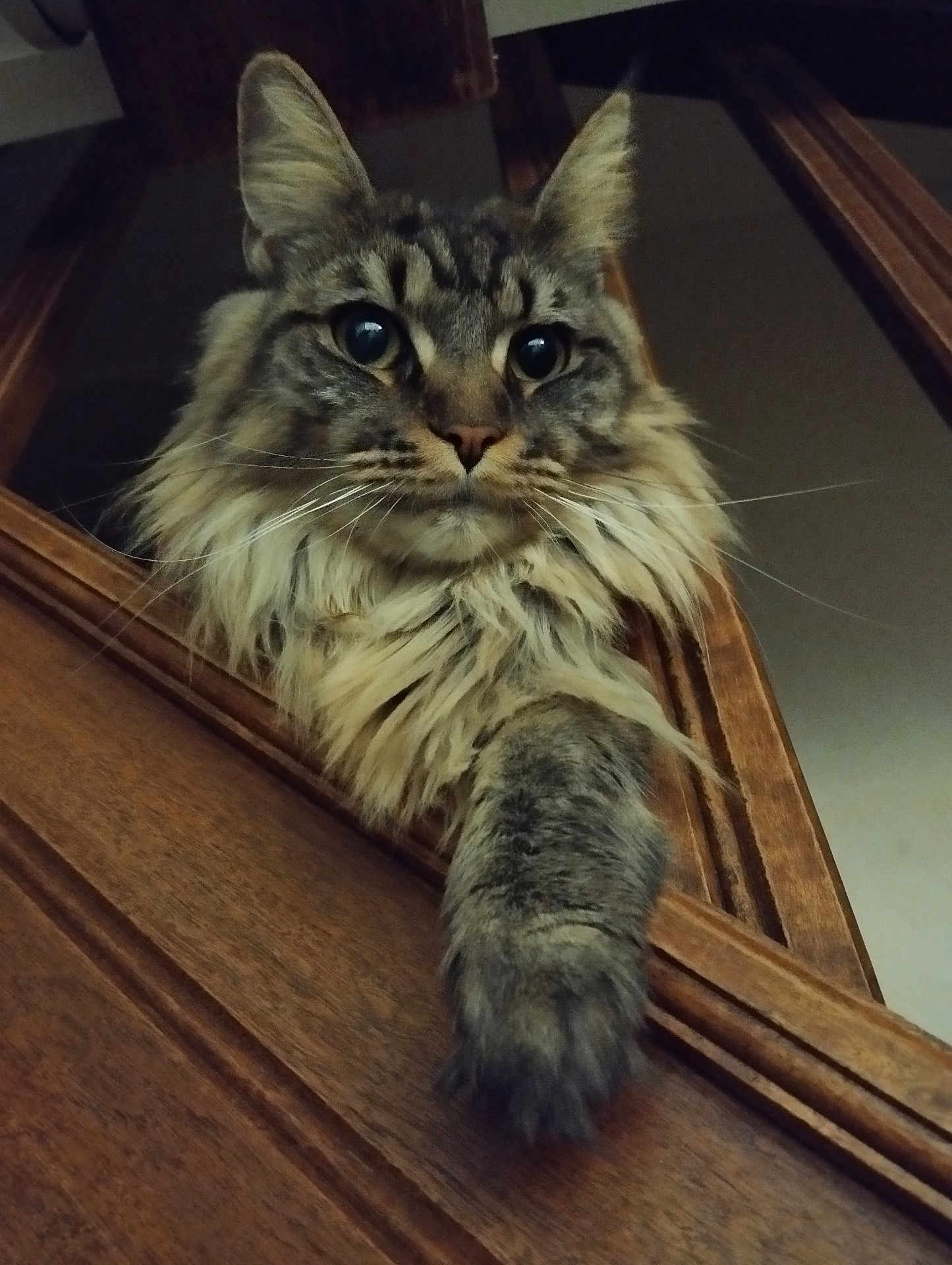 Youna participe au concours pour gagner de l'argent avec cette photo : cat, fluffy, paw, wooden_frame, indoor, feline, pet, closeup, curious, looking_down, tabby, long_hair, whiskers, ears, animal, mammal, portrait, face, fur, domestic_cat