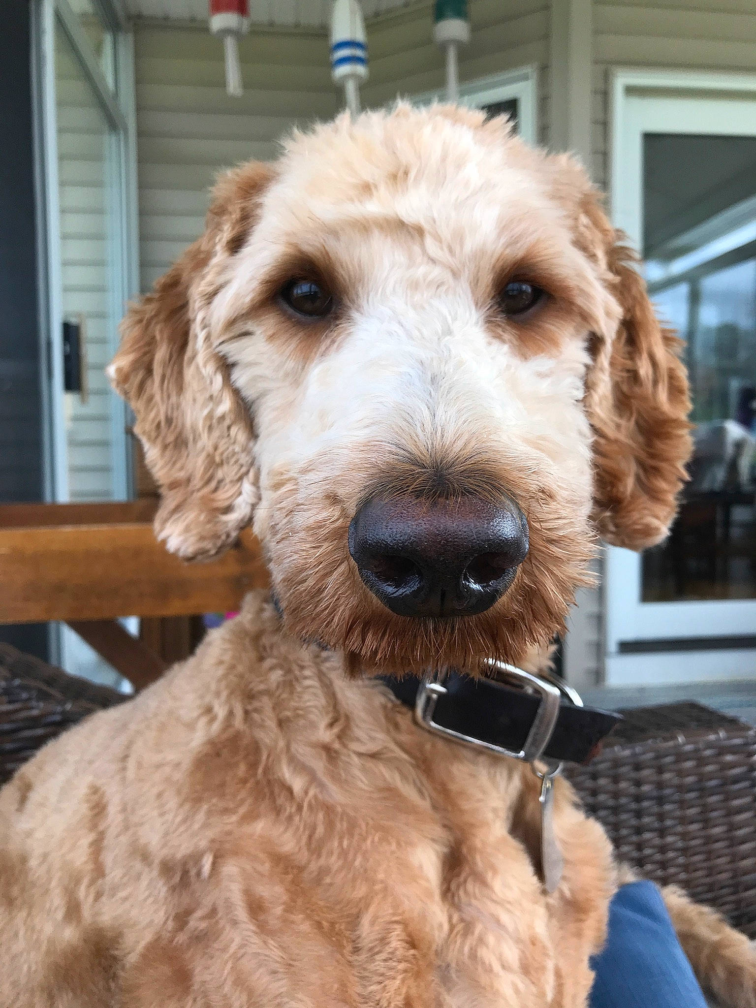 Jack is registered to the contest to win money with this photo: canidae, carnivore, companion_dog, dog, dog_breed, golden_retriever, goldendoodle, labradoodle, mammal, rare_breed_dog, snout, sporting_group, terrier, vertebrate