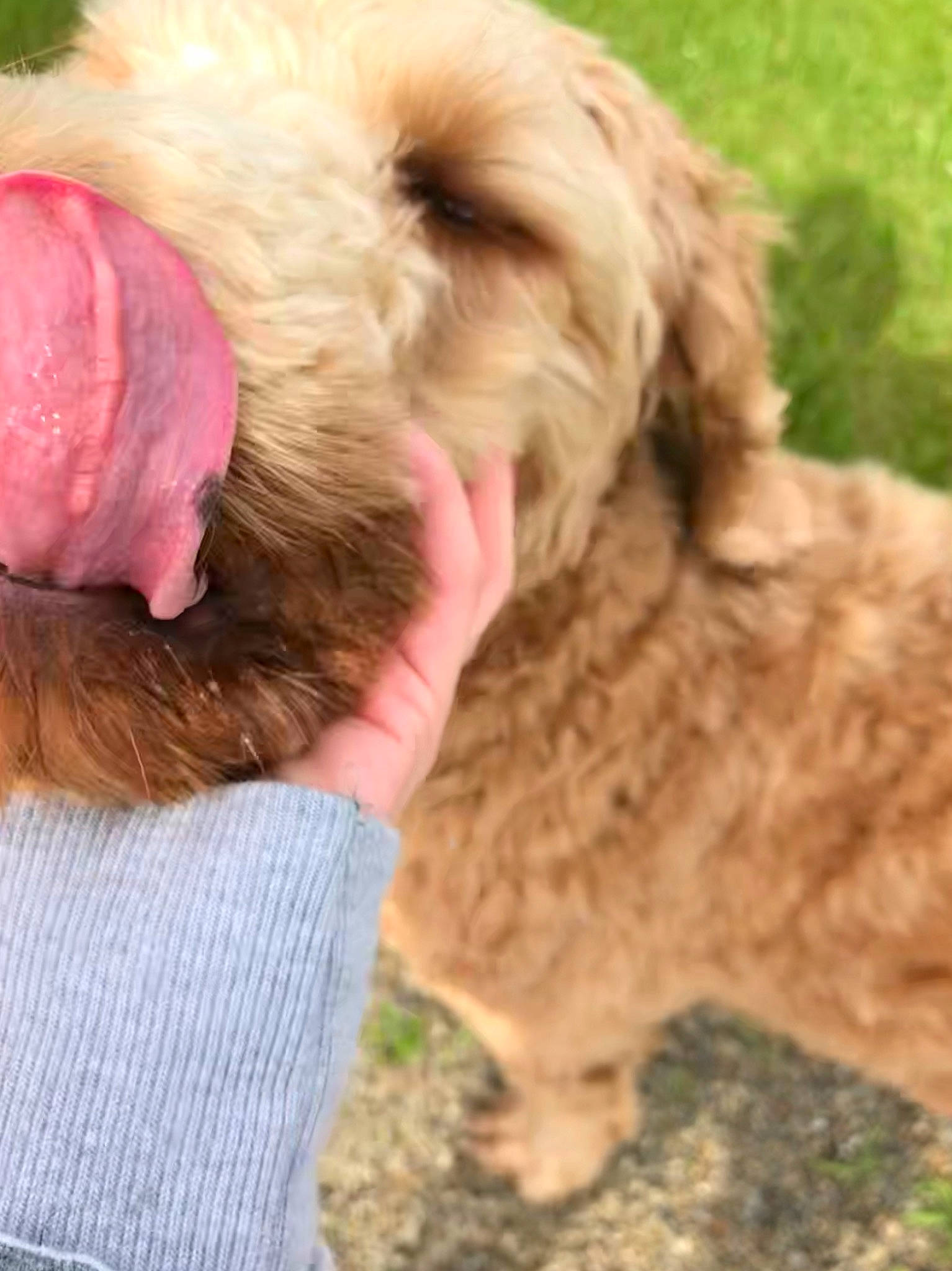 Jack joined the competition — help win amazing prizes! canidae, carnivore, cockapoo, dog, dog_breed, ear, fur, goldendoodle, irish_soft_coated_wheaten_terrier, labradoodle, mammal, poodle_crossbreed, puppy, schnoodle, sporting_group, terrier