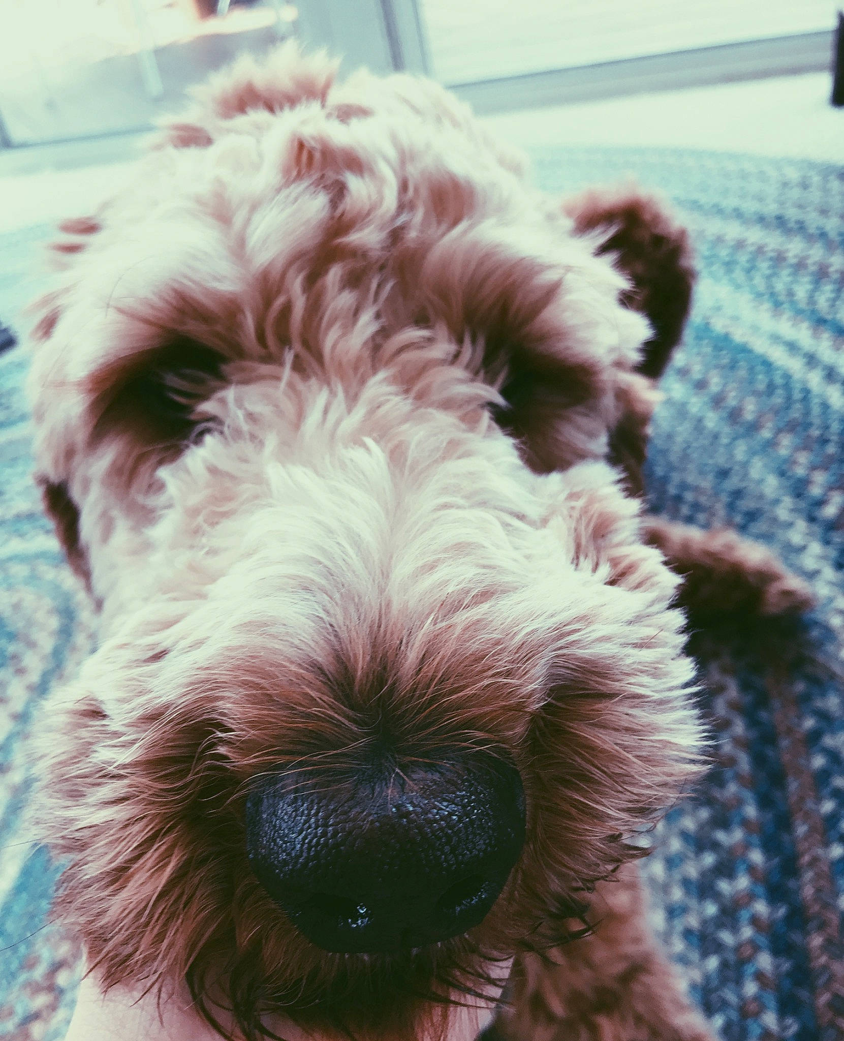 Jack joined the competition — help win amazing prizes! canidae, carnivore, dog, dog_breed, ear, fox_terrier, fur, irish_soft_coated_wheaten_terrier, mammal, miniature_schnauzer, nose, petit_basset_griffon_vendeen, rare_breed_dog, schnauzer, schnoodle, snout, spinone_italiano, sporting_group, terrier, vertebrate