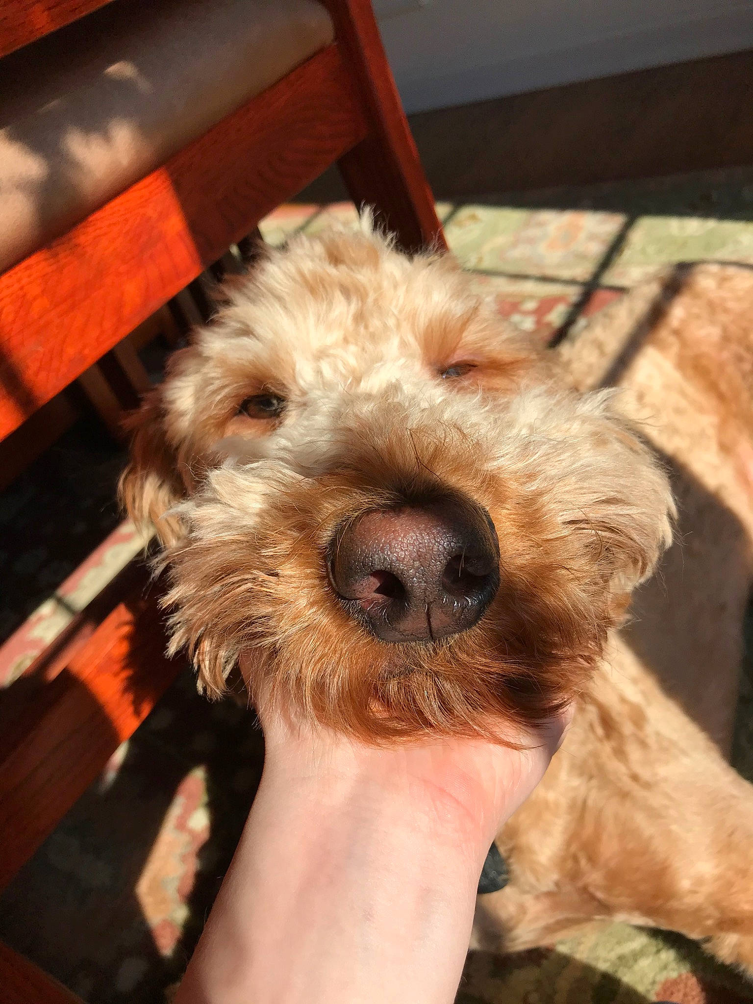 Jack joined the competition — help win amazing prizes! bosnian_coarse_haired_hound, briquet_griffon_vendeen, canidae, carnivore, cockapoo, dog, dog_breed, dutch_smoushond, mammal, petit_basset_griffon_vendeen, poodle_crossbreed, rare_breed_dog, schnoodle, small_terrier, snout, spinone_italiano, sporting_group, sporting_lucas_terrier, terrier, vertebrate