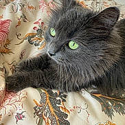 Pandora joined the competition — help win amazing prizes! animal, blanket, cat, close_up, cozy, cute, domestic_cat, feline, floral_pattern, fluffy, fur, gray_cat, green_eyes, indoor, pet, portrait, relaxed, resting, soft, whiskers