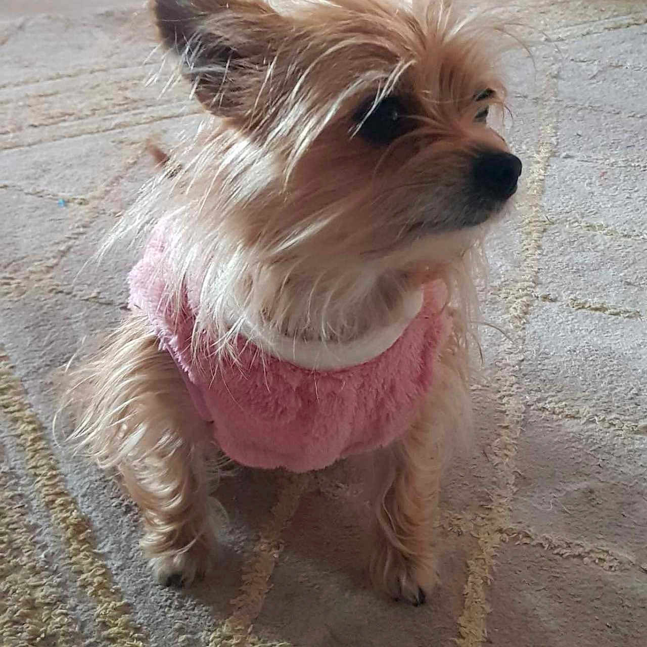 Puppy
