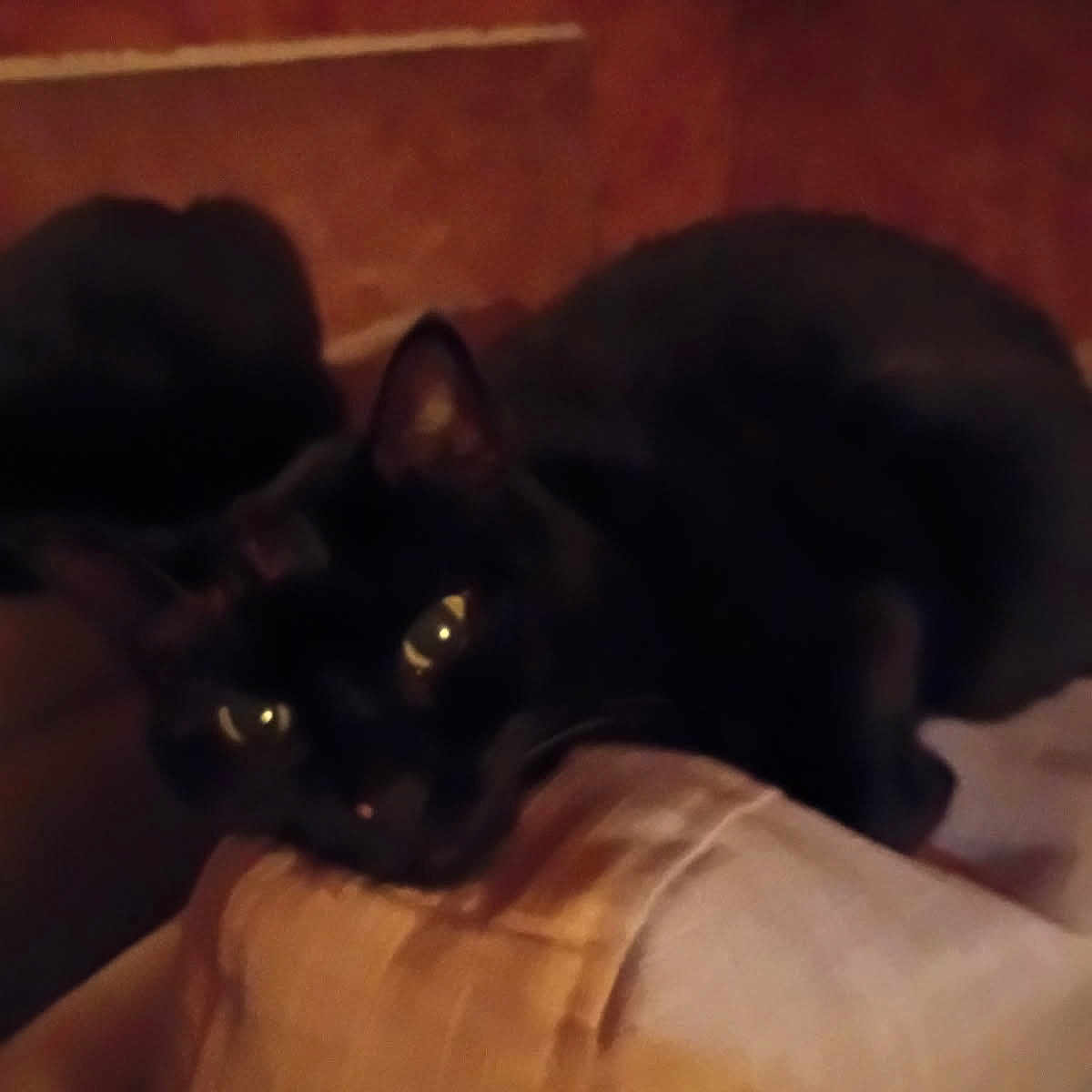 Pepper joined the competition — help win amazing prizes! animal, black_cat, cat, close_up, couch, cozy, domestic, eyes, feline, furniture, home, indoor, low_light, mammal, pet, quiet, reflection, relaxed, resting, soft_texture