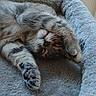 cat, tabby, white_fur, sleeping, relaxed, upside_down, paw, whiskers, pink_nose, closed_eyes, fluffy, pet_bed, gray, cozy, indoor, cute, resting, animal, closeup, portrait