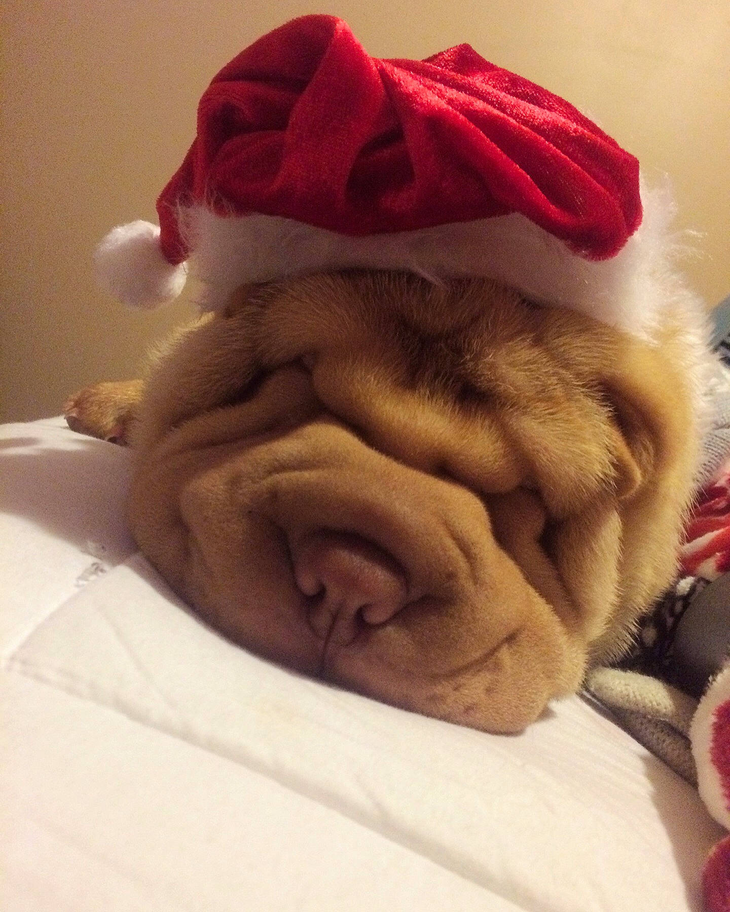 Jessie is registered to the contest to win money with this photo: beard, bedding, bedtime, carmine, child, comfort, facial_hair, flesh, fur, gesture, hair, linens, magenta, nap, petal, room, sleep, towel, wool, wrinkle