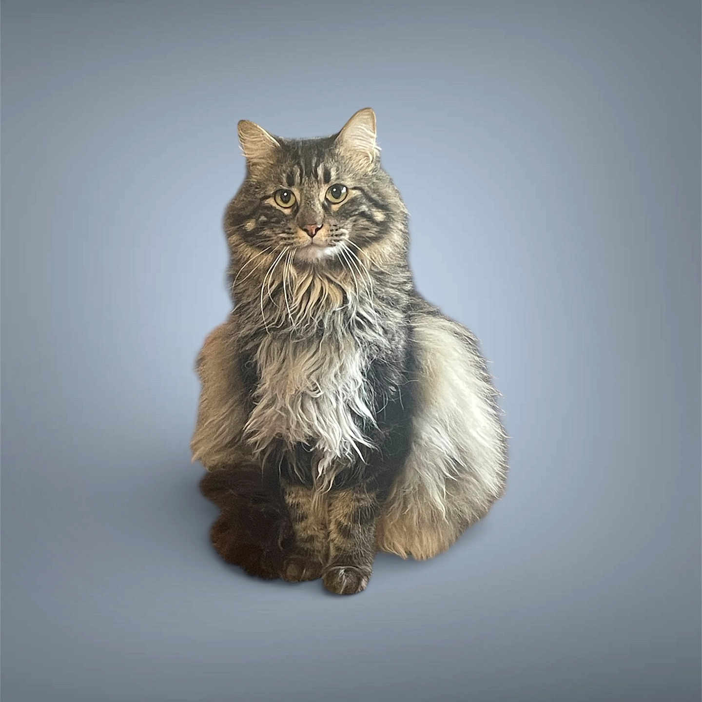 Storm joined the competition — help win amazing prizes! alert, animal, background, cat, cute, domestic_cat, ears, feline, fluffy, fur, indoor, isolated, long_hair, looking_at_camera, mammal, pet, portrait, sitting, studio_style, whiskers