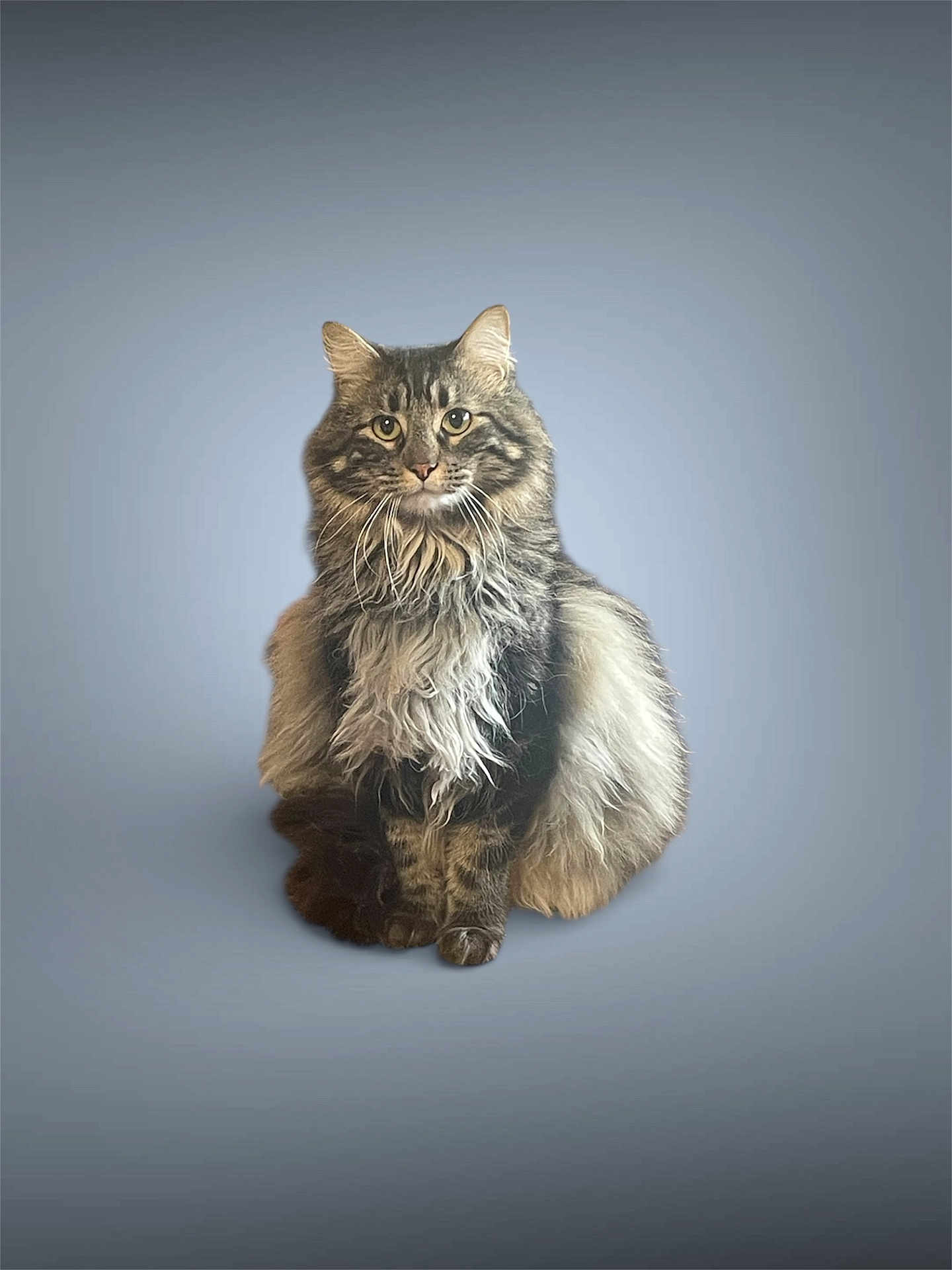 Storm joined the competition — help win amazing prizes! cat, fluffy, long_hair, sitting, portrait, pet, animal, feline, cute, whiskers, ears, fur, looking_at_camera, isolated, studio_style, background, domestic_cat, mammal, indoor, alert