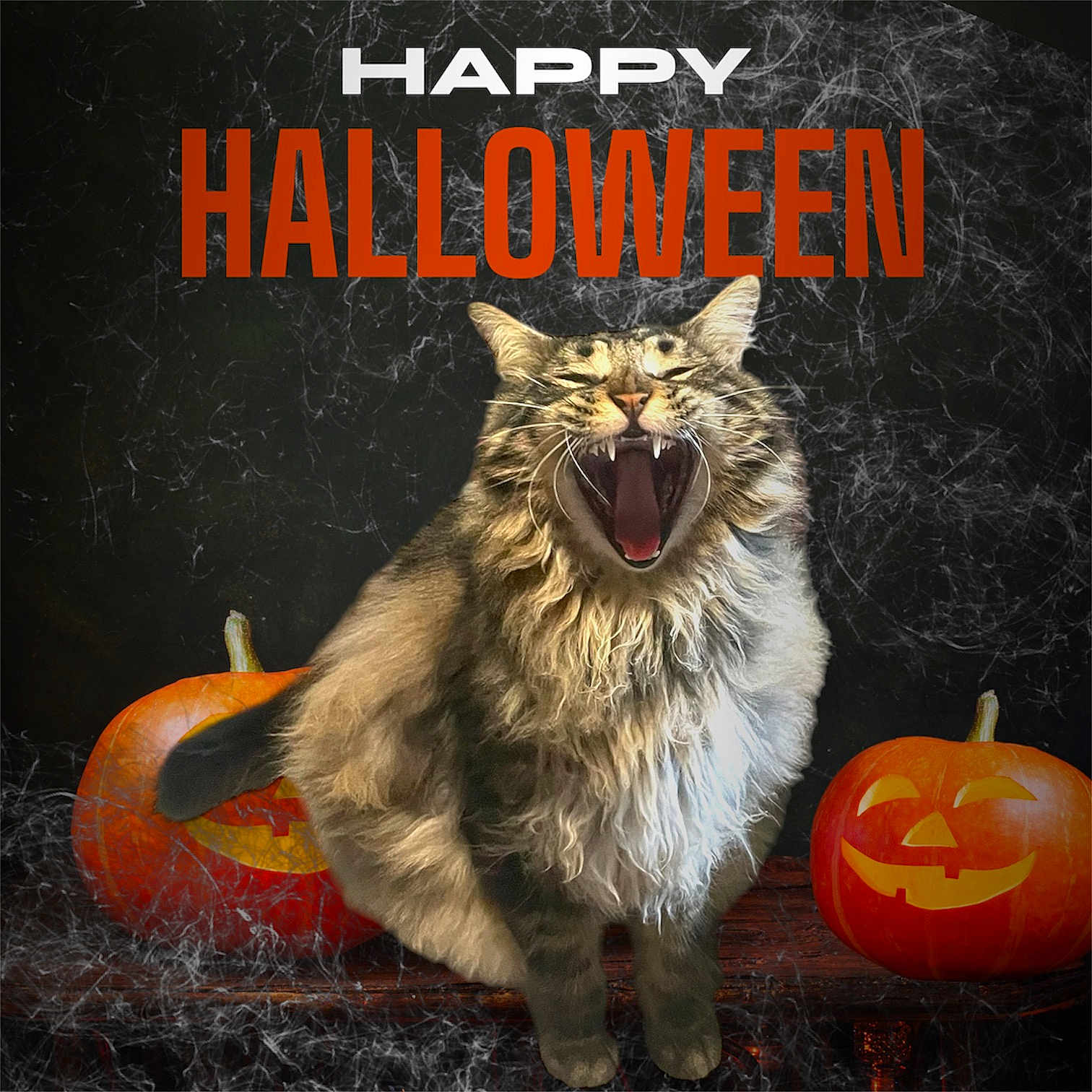 Storm is registered to the contest to win money with this photo: advertisement, animal, blackcat, book, cat, festival, food, gourd, halloween, lion, manx, pet, plant, poster, produce, publication, pumpkin, sphere, squash, vegetable