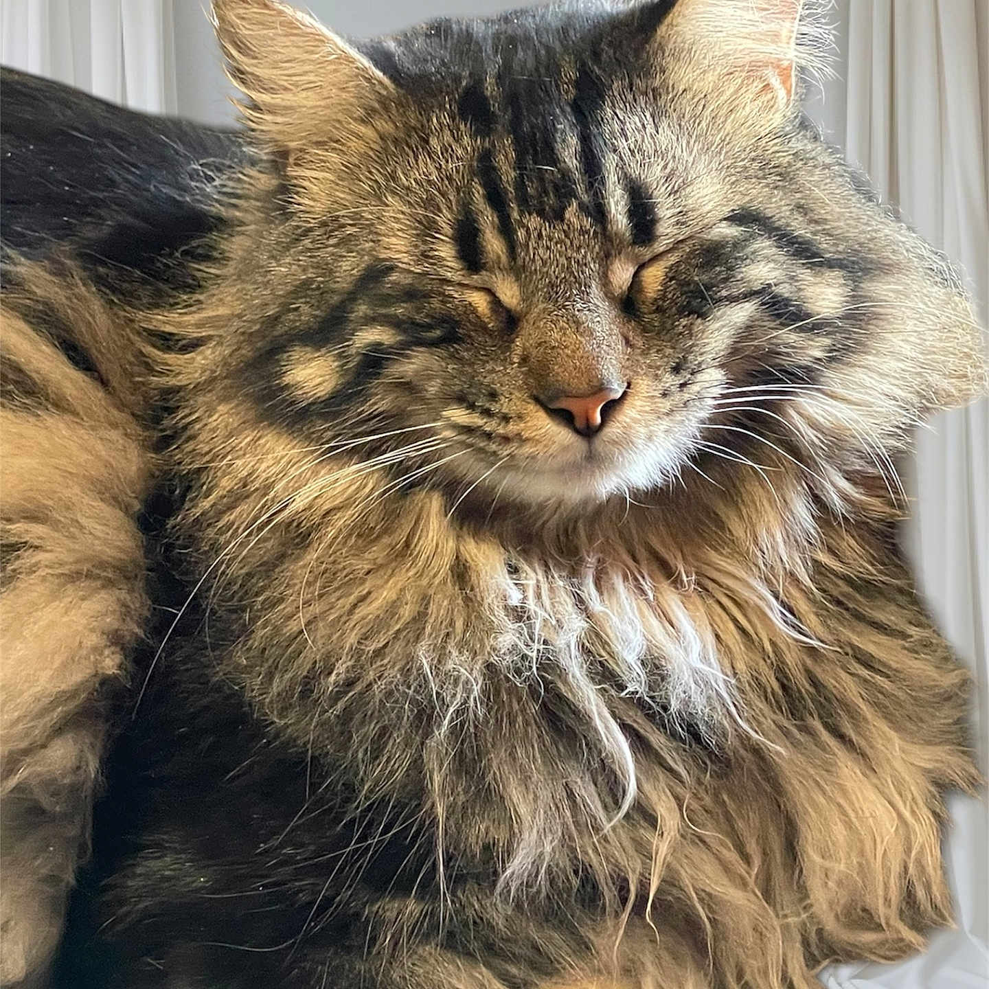 Storm is registered to the contest to win money with this photo: abyssinian, angora, animal, blanket, cat, couch, cushion, furniture, hardwood, homedecor, indoors, interiordesign, kitten, manx, person, pet, photography, sleeping, snout, wood