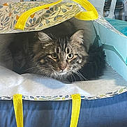 Storm is registered to the contest to win money with this photo: bag_interior, cat, close_up, cozy, curious, domestic_animal, furniture, green_eyes, indoor, long_hair, patterned_bag, pet, portrait, resting, soft_bedding, striped_fur, tabby_cat, tote_bag, whiskers, yellow_strap