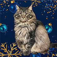 Storm is registered to the contest to win money with this photo: cat, fluffy, feline, holiday, ornaments, snowflakes, blue, gold, festive, celebration, sitting, long_hair, pet, animal, cute, portrait, indoor, decorations, christmas, holiday_theme