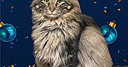 Storm is registered to the contest to win money with this photo: animal, blue, cat, celebration, christmas, cute, decorations, feline, festive, fluffy, gold, holiday, holiday_theme, indoor, long_hair, ornaments, pet, portrait, sitting, snowflakes