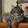 Storm is registered to the contest to win money with this photo: animal, cat, cozy, curious, decor, dispenser, eye_contact, feline, fluffy, furniture, indoor, jelly_belly, long_hair, looking_at_camera, nostalgic, pet, relaxed, tabby, vintage, wooden_surface