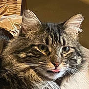 Storm joined the competition — help win amazing prizes! animal, blanket, brown_fur, cat, close_up, ears, eyes, face, fluffy, funny_expression, furniture, gray_fur, indoors, long_hair, pet, pink_nose, portrait, tabby, tongue, whiskers
