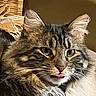 animal, blanket, brown_fur, cat, close_up, ears, eyes, face, fluffy, funny_expression, furniture, gray_fur, indoors, long_hair, pet, pink_nose, portrait, tabby, tongue, whiskers
