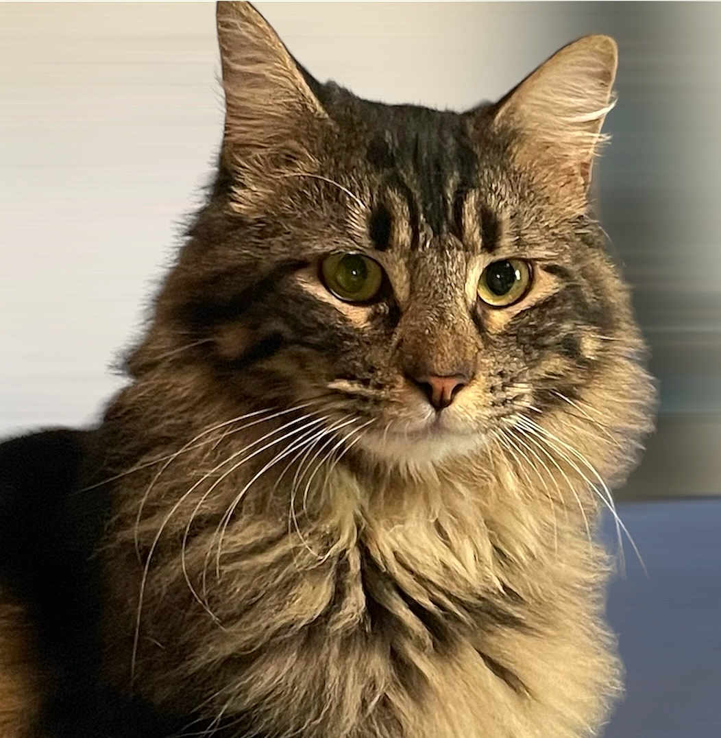 Storm joined the competition — help win amazing prizes! abyssinian, angora, animal, brasssection, cat, egyptiancat, gray, horn, kitten, manx, musicalinstrument, pet, snout