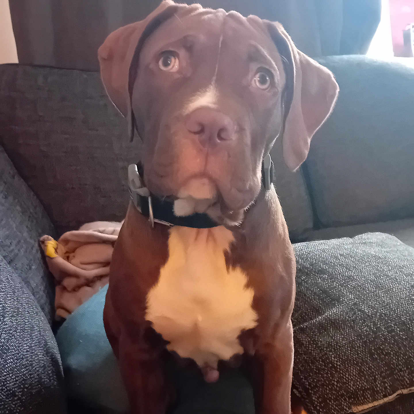 Freddie is registered to the contest to win money with this photo: animal, boxer, bulldog, canine, chair, couch, cushion, dog, face, furniture, head, homedecor, hound, labradorretriever, person, pet, pitbull, pointer, puppy, snout