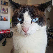 Perle participe au concours pour gagner de l'argent avec cette photo : cat, blue_eyes, close_up, portrait, whiskers, pink_nose, fur, indoor, animal, pet, calm, curious, face, mammal, domestic_cat, feline, looking, cute, closeup, focused