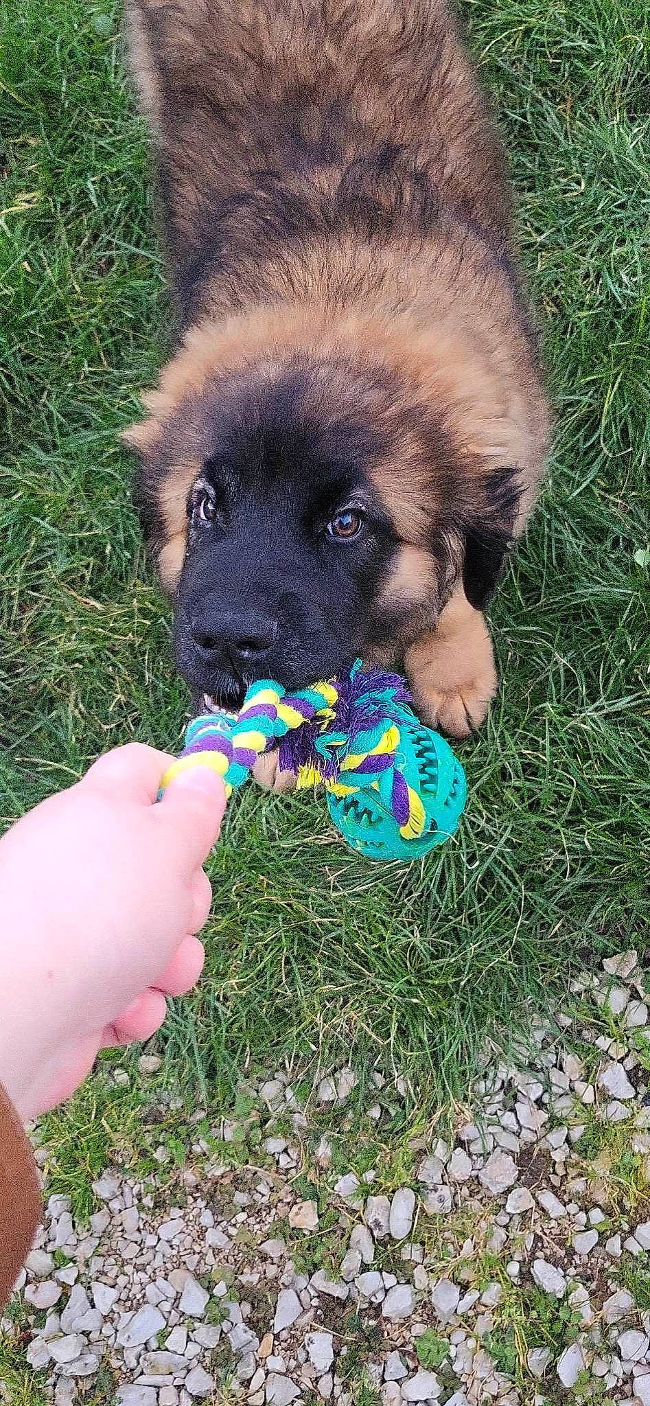 Tokyo participe au concours pour gagner de l'argent avec cette photo : ancient_dog_breeds, ball, canidae, carnivore, companion_dog, dog, dog_breed, fawn, fur, grass, guard_dog, nail, plant, puppy, sporting_group, terrestrial_animal, working_animal, working_dog