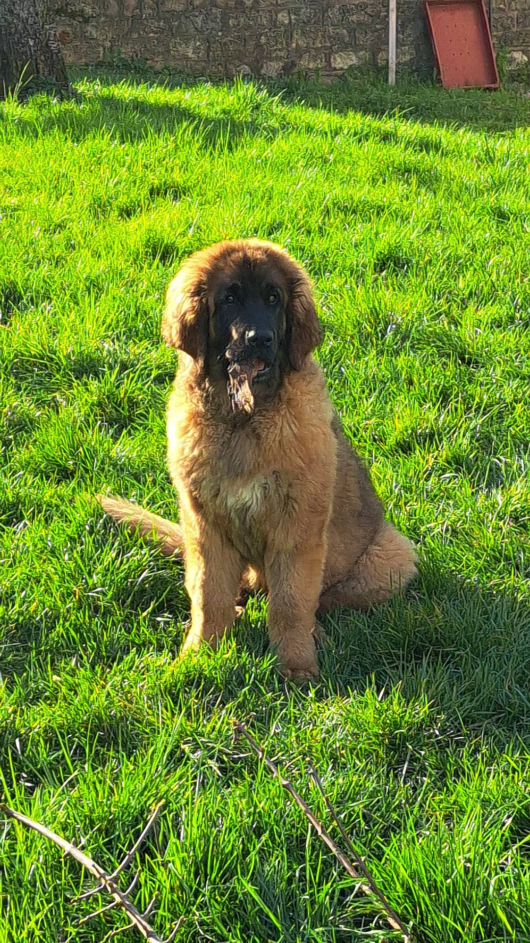 Tokyo participe au concours pour gagner de l'argent avec cette photo : canidae, carnivore, companion_dog, dog, dog_breed, fawn, field, garden_hose, grass, grassland, groundcover, liver, pasture, plant, sporting_group, tail, terrestrial_animal, tints_and_shades, wildlife, working_animal