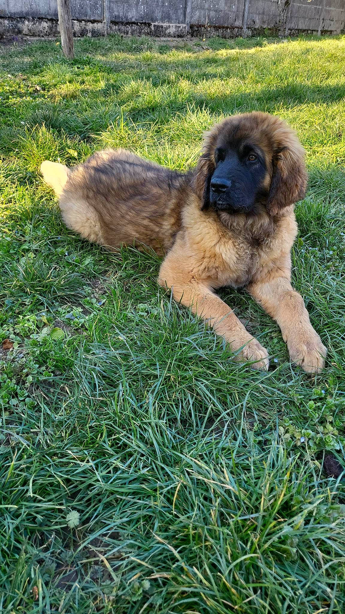 Tokyo participe au concours pour gagner de l'argent avec cette photo : ancient_dog_breeds, canidae, carnivore, companion_dog, dog, dog_breed, fawn, garden_hose, grass, grassland, groundcover, liver, plant, sporting_group, tail, terrestrial_animal, working_animal, working_dog