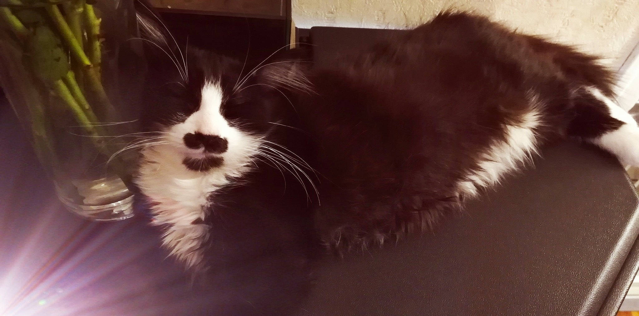 Pok a rejoint le concours — aidez-le/la à gagner de superbes lots ! black_and_white, carnivore, cat, ear, eye, felidae, fur, kitten, sky, small_to_medium_sized_cats, snout, tail, whiskers