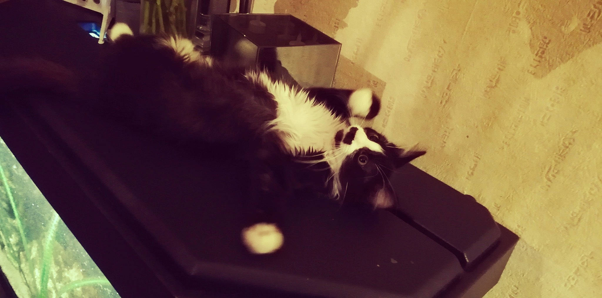 Pok a rejoint le concours — aidez-le/la à gagner de superbes lots ! canidae, carnivore, cat, companion_dog, felidae, kitten, small_to_medium_sized_cats, square, table, tail, whiskers