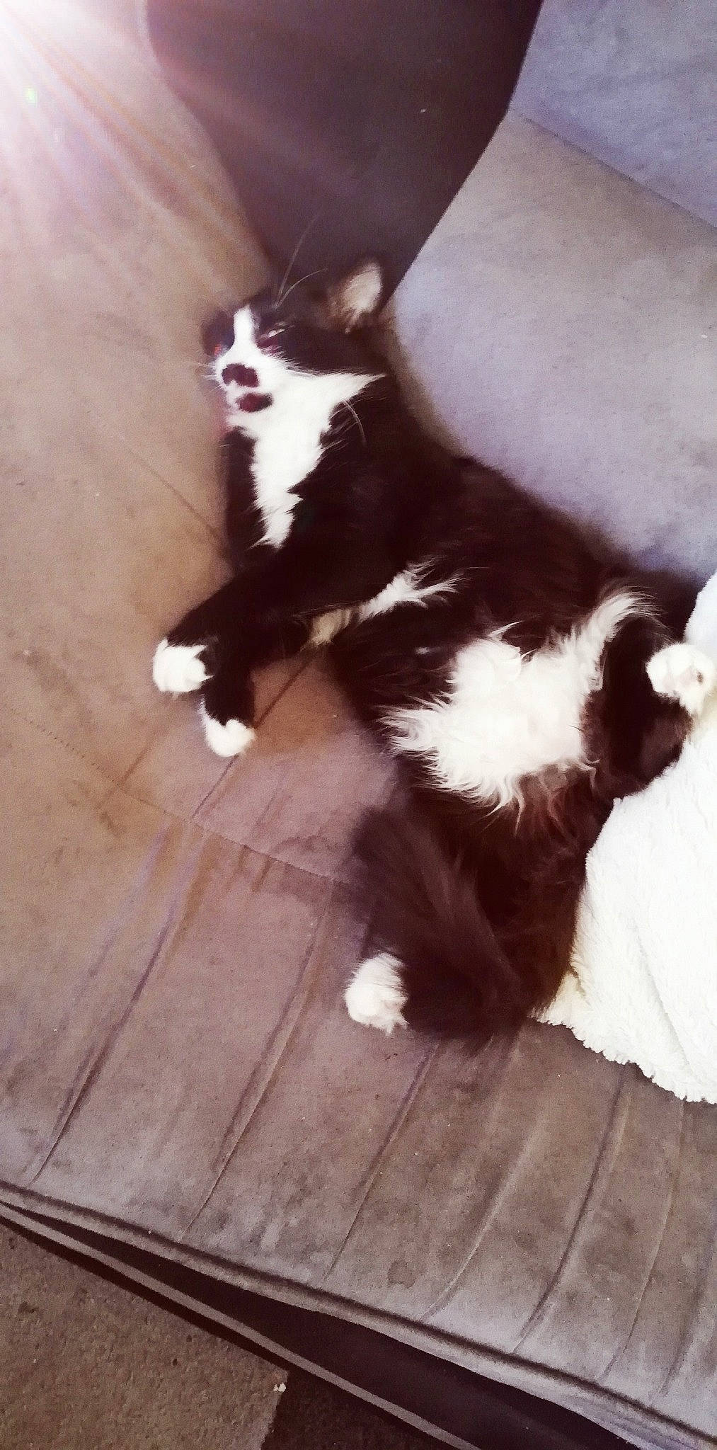 Pok participe au concours pour gagner de l'argent avec cette photo : canidae, carnivore, cat, dog_breed, felidae, fur, kitten, norwegian_forest_cat, small_to_medium_sized_cats, tail, whiskers