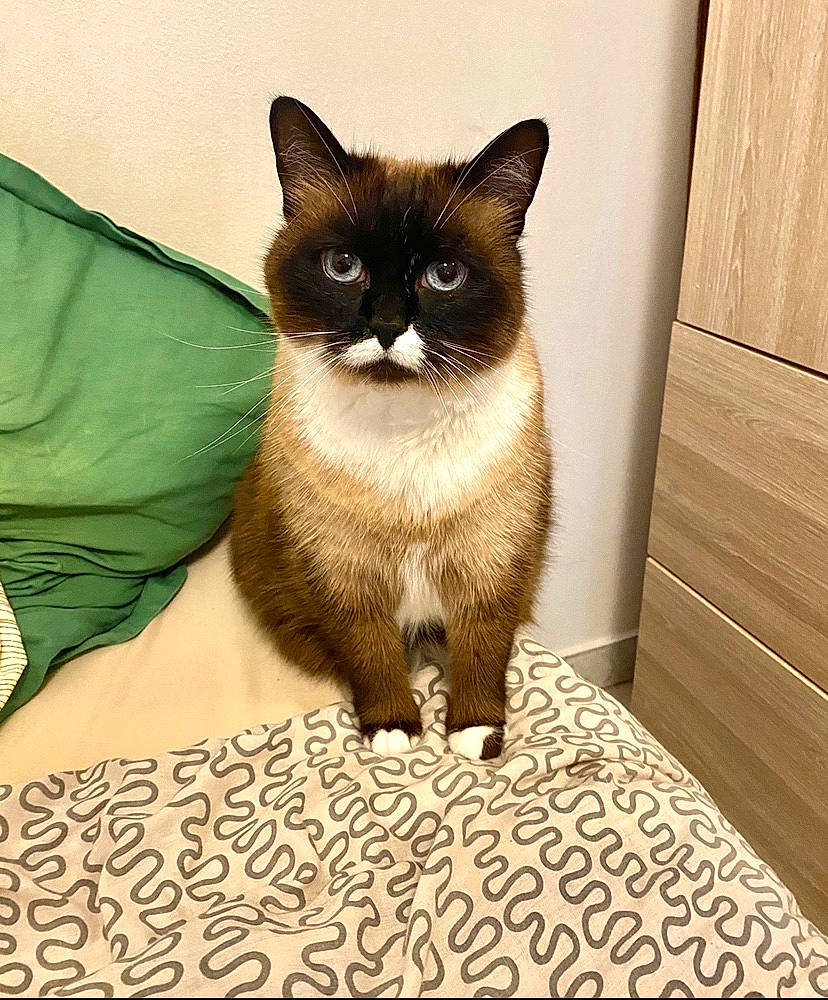 Leya participe au concours pour gagner de l'argent avec cette photo : asian, balinese, birman, burmese, carnivore, cat, domestic_short_haired_cat, fawn, felidae, himalayan, mammal, ojos_azules, siamese, small_to_medium_sized_cats, snowshoe, thai, tonkinese, vertebrate, whiskers