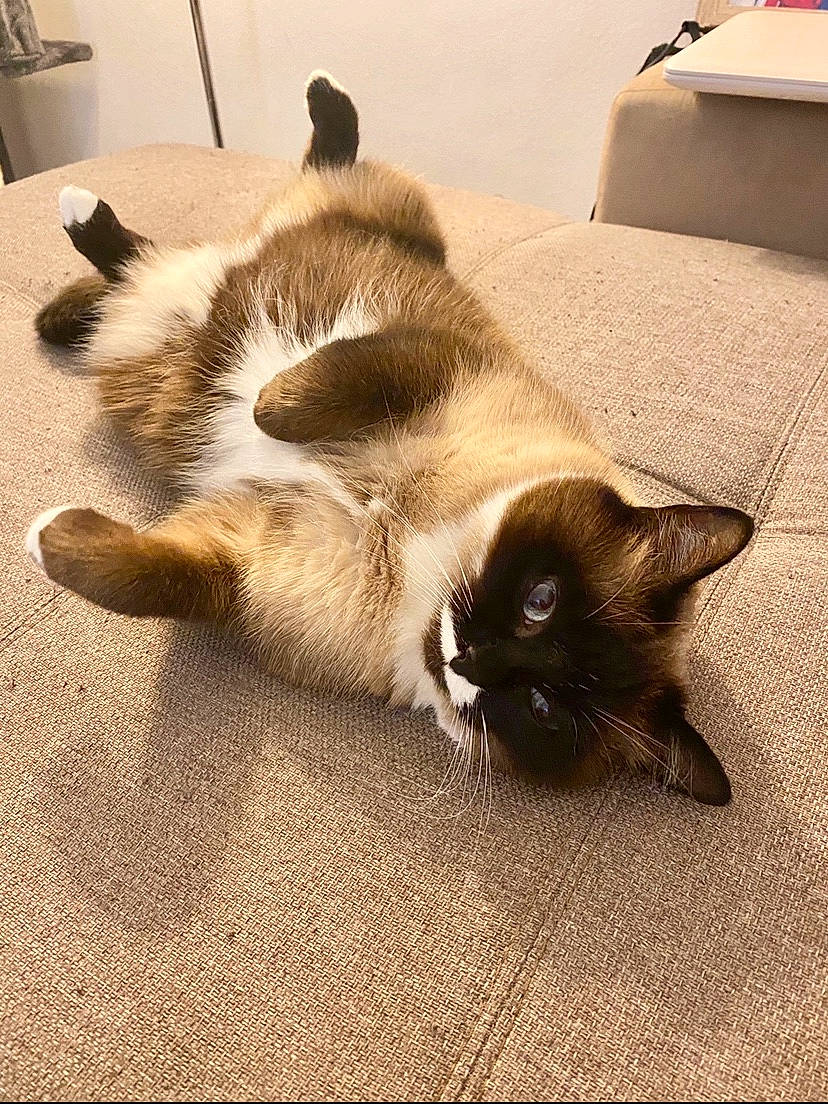 Leya participe au concours pour gagner de l'argent avec cette photo : balinese, birman, carnivore, cat, ear, felidae, floor, flooring, fur, himalayan, kitten, mammal, ragdoll, siamese, small_to_medium_sized_cats, snowshoe, tail, thai, tonkinese, whiskers