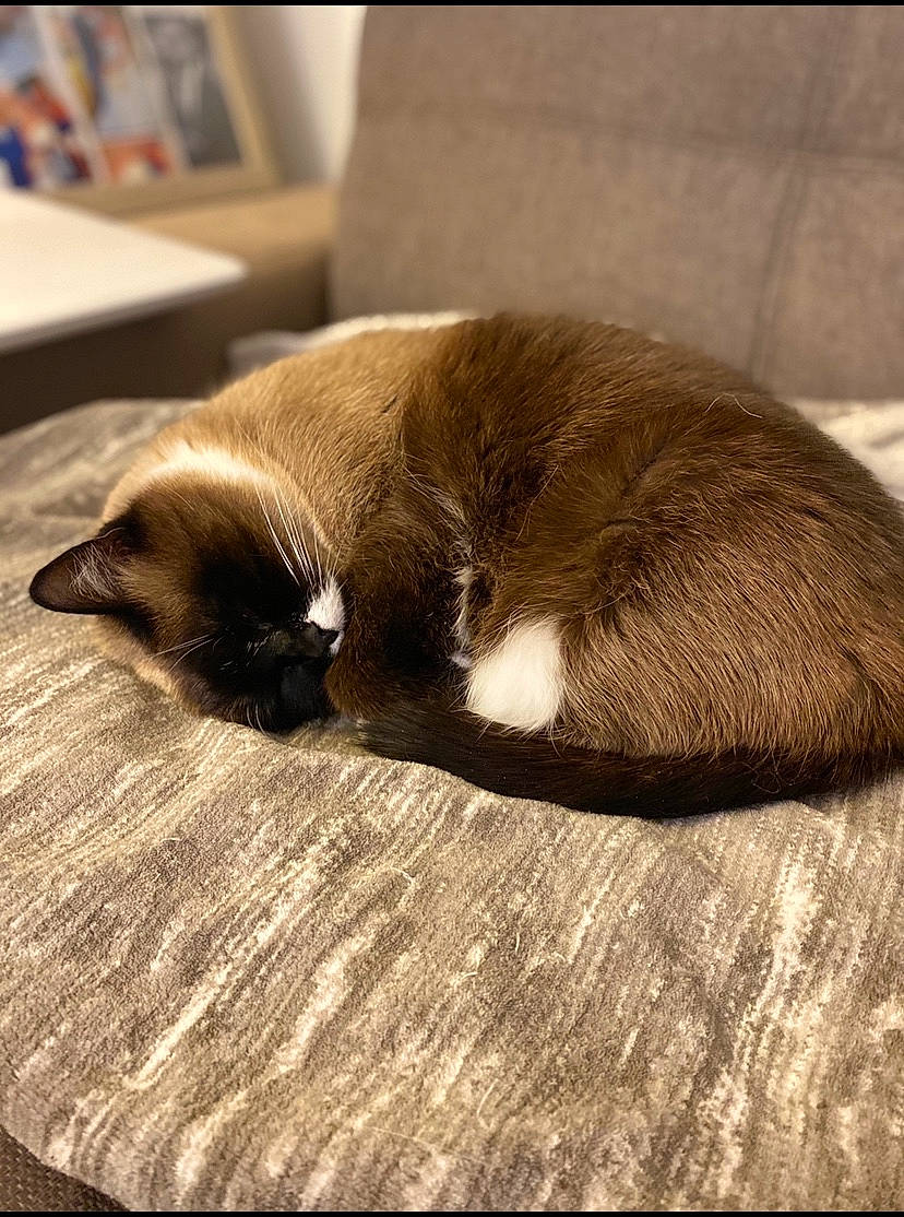 Leya participe au concours pour gagner de l'argent avec cette photo : burmese, carnivore, cat, comfort, fawn, felidae, fur, nap, siamese, sleep, small_to_medium_sized_cats, snout, snowshoe, tail, thai, tonkinese, whiskers