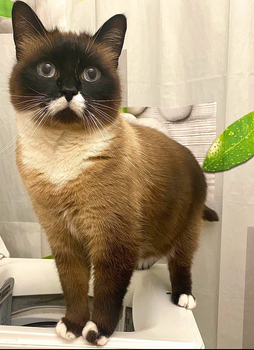 Leya participe au concours pour gagner de l'argent avec cette photo : asian, balinese, british_shorthair, burmese, carnivore, cat, domestic_short_haired_cat, european_shorthair, felidae, korat, mammal, siamese, small_to_medium_sized_cats, snout, snowshoe, tail, thai, tonkinese, vertebrate, whiskers