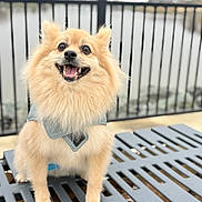 Lobito is registered to the contest to win money with this photo: dog, pomeranian, small_dog, fluffy, smiling, tongue_out, bandana, bench, paws, fur, eyes, portrait, outdoor, waterfront, railing, bokeh, pet, happy, closeup, canine