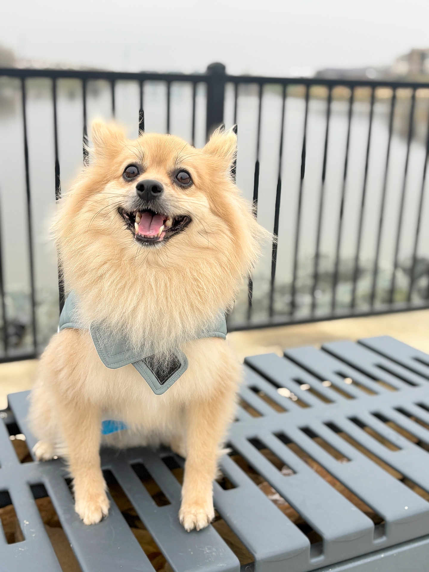 Lobito is registered to the contest to win money with this photo: dog, pomeranian, small_dog, fluffy, smiling, tongue_out, bandana, bench, paws, fur, eyes, portrait, outdoor, waterfront, railing, bokeh, pet, happy, closeup, canine