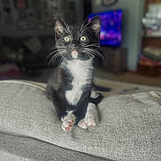Dakota is registered to the contest to win money with this photo: kitten, cat, tuxedo_cat, pet, indoor, couch, gray, whiskers, paws, curious, living_room, furniture, blurred_background, television, cozy, domestic, young_cat, cute, animal, soft_lighting