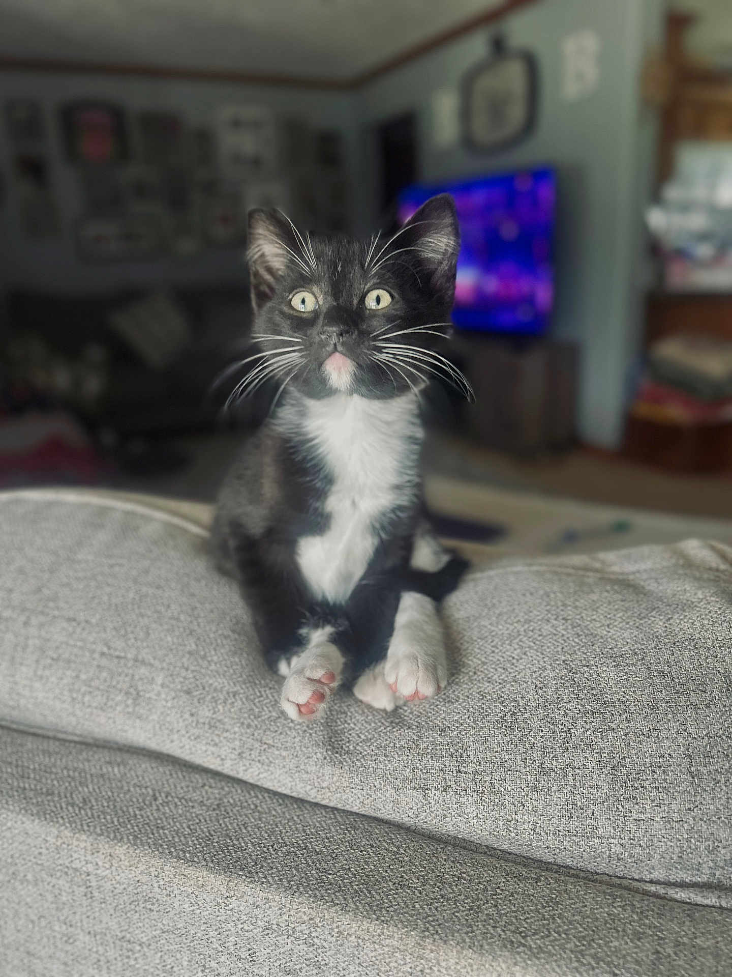 Dakota is registered to the contest to win money with this photo: kitten, cat, tuxedo_cat, pet, indoor, couch, gray, whiskers, paws, curious, living_room, furniture, blurred_background, television, cozy, domestic, young_cat, cute, animal, soft_lighting