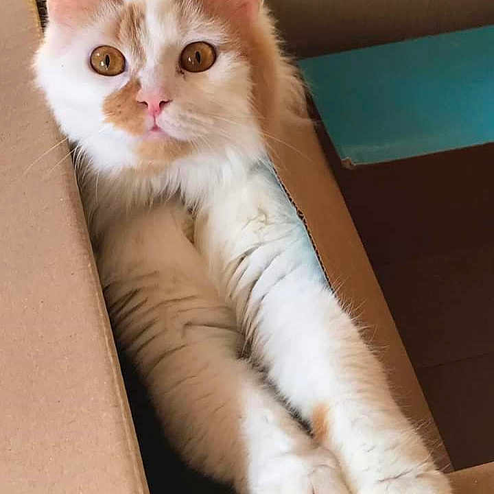Bob
