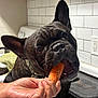 Kiro joined the competition — help win amazing prizes! dog, french_bulldog, carrot, hand, kitchen, tile_wall, stove, pet, bite, black_dog, food, indoor, cute, animal, domestic_animal, snack, close_up, curious, playful, companion