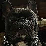 Kiro joined the competition — help win amazing prizes! dog, french_bulldog, close_up, black_dog, chain_collar, pet, indoor, animal, cute, face, ears, looking_away, wide_eyes, canine, domestic_animal, nose, whiskers, fur, portrait, household