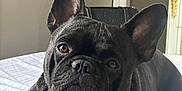 Kiro is registered to the contest to win money with this photo: dog, french_bulldog, black_dog, pet, bed, indoor, ears, face, animal, canine, resting, cute, portrait, furniture, door, white_chest, striped_bedspread, companion, domestic_animal, relaxed