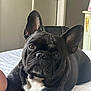 dog, french_bulldog, black_dog, pet, bed, indoor, ears, face, animal, canine, resting, cute, portrait, furniture, door, white_chest, striped_bedspread, companion, domestic_animal, relaxed