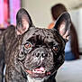 Kiro joined the competition — help win amazing prizes! dog, french_bulldog, brindle, pet, animal, close_up, portrait, ears, eyes, smiling, teeth, collar, indoor, bed, person, blurred_background, cute, friendly, canine, companion