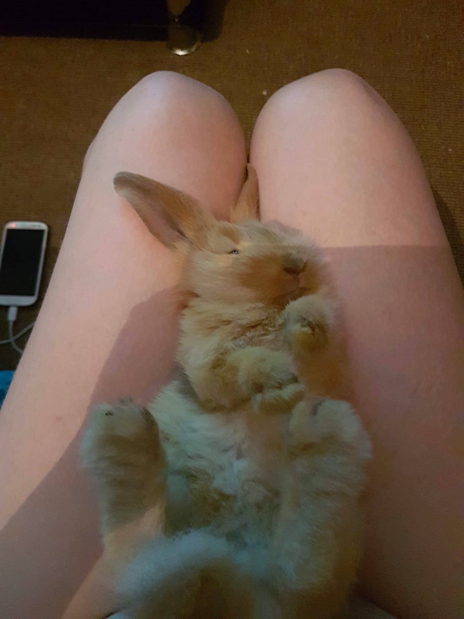 Angel joined the competition — help win amazing prizes! domestic_rabbit, ear, hare, rabbit, rabits_and_hares, skin, whiskers